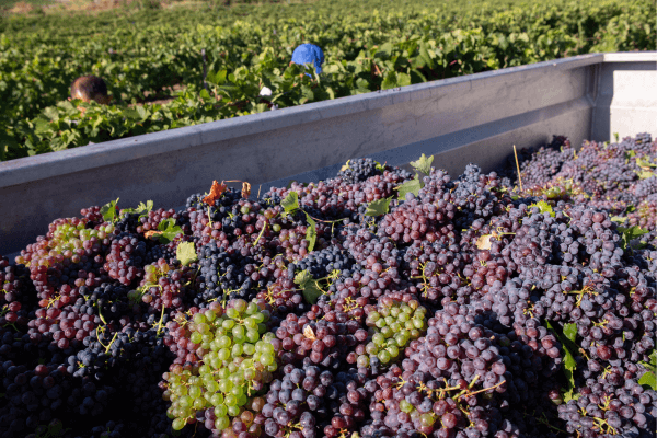 A Revolução dos Vinhos Orgânicos: Benefícios e Degustações