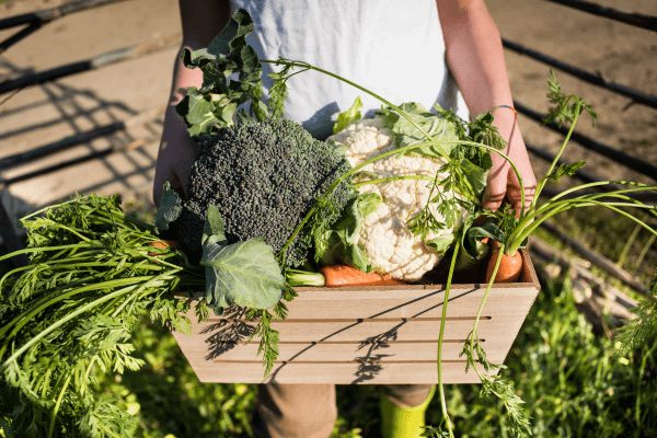 O Futuro da Alimentação Sustentável: Tendências em Alimentos e Bebidas Orgânicas